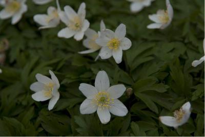 Anemone nemorosa (3873_1.jpg)