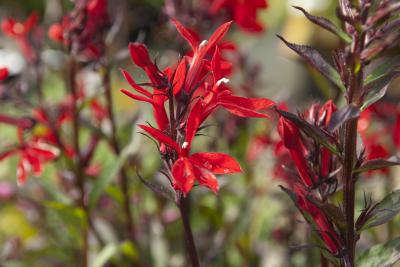 Lobelia 'Fan Starship Burgundyt' (3983_0.jpg)