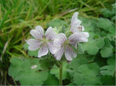 Geranium renardii (398_0.jpg)