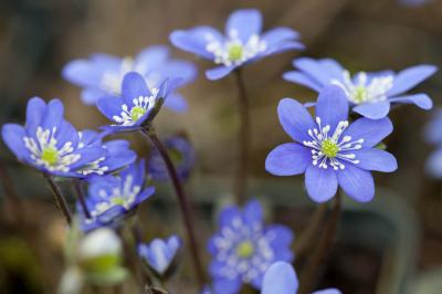 Hepatica nobilis (4008_0.jpg)