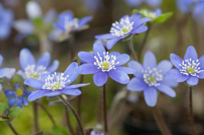 Hepatica nobilis (4008_1.jpg)