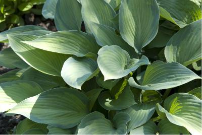 Hosta 'Paradise Joyce' (4018_0.jpg)