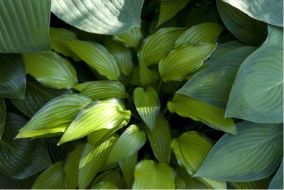 Hosta 'Chinese Sunrise' (4037_0.jpg)