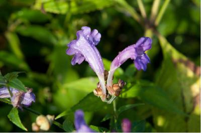 Strobilanthes rankanensis (4041_1.jpg)