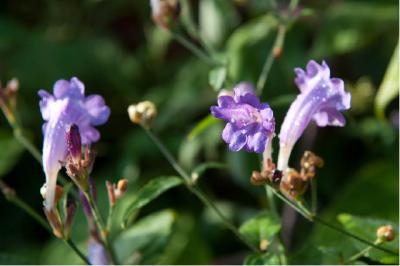 Strobilanthes rankanensis (4041_2.jpg)