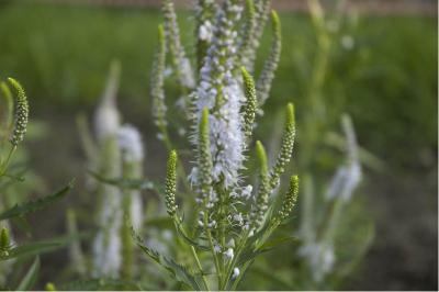 Veronica spicata 'Gerrit' (4052_0.jpg)