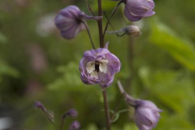 Delphinium 'Astolat' (4066_0.jpg)