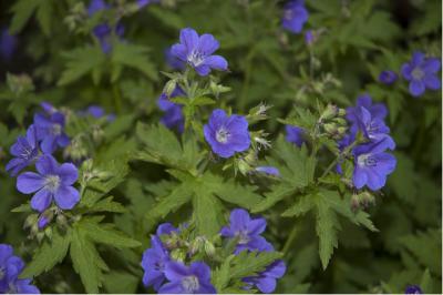 Geranium sylvaticum 'Birch Lilac' (409_0.jpg)