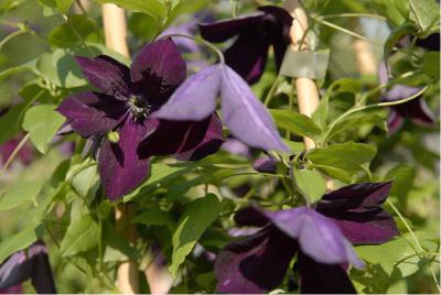 Clematis 'Black Prince' (4156_0.jpg)