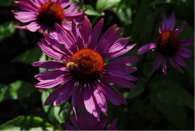 Echinacea purpurea 'Ruby Giant' (4180_0.jpg)