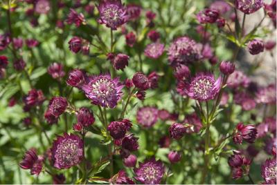 Astrantia 'Moulin Rouge' (4192_1.jpg)