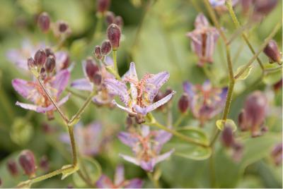 Tricyrtis hirta 'Taiwan Adbane' (4212_0.jpg)