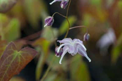 Epimedium grandiflorum 'Akebono' (4221_0.jpg)