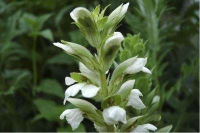 Acanthus mollis 'Rue Ledan' (4230_0.jpg)