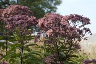 Eupatorium maculatum 'Gateway' (4262_0.jpg)