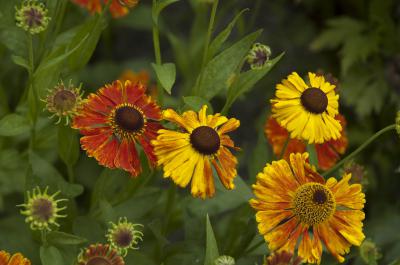 Helenium 'Kupfersprudel' (428_0.jpg)