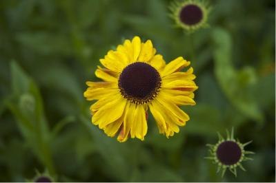 Helenium 'Wyndley' (431_0.jpg)