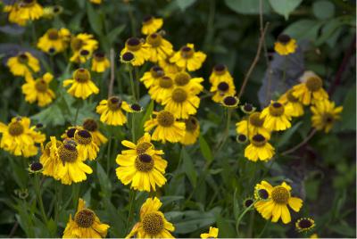 Helenium 'Wyndley' (431_1.jpg)