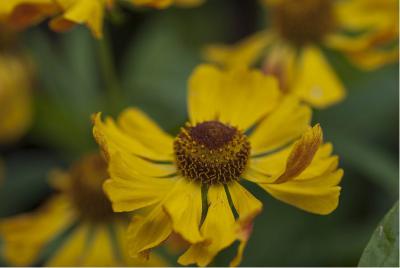 Helenium 'Zimbelstern' (432_0.jpg)