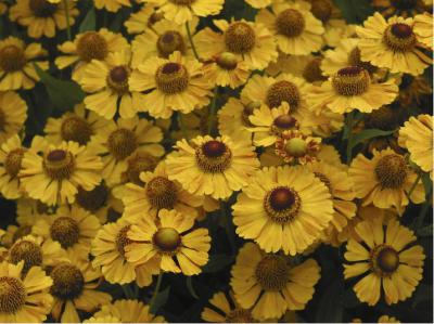 Helenium 'Zimbelstern' (432_1.jpg)