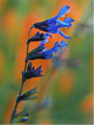 Salvia guaranitica 'Black and Bloom' (4410_0.jpg)