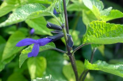 Salvia guaranitica 'Black and Bloom' (4410_1.jpg)