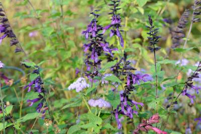 Salvia guaranitica 'Black and Bloom' (4410_2.jpg)