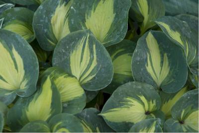 Hosta 'Dream Weaver' (4424_0.jpg)