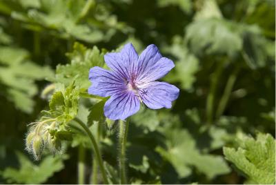 Geranium ibericum 'Rosemoor' (4451_0.jpg)