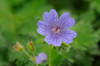 Geranium ibericum 'Rosemoor' (4451_1.jpg)