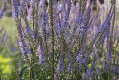 Veronicastrum virginicum 'Adoration' (4475_0.jpg)