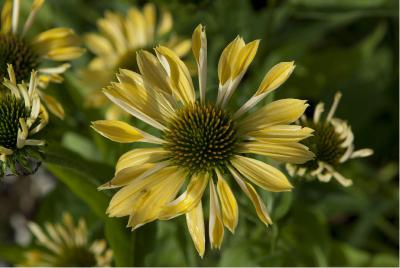 Echinacea 'Sunrise' (4484_1.jpg)