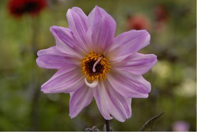 Dahlia 'Bishop of Leicester' (4517_0.jpg)