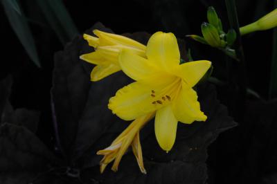 Hemerocallis citrina (451_1.jpg)