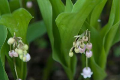 Convallaria majalis 'Rosea' (4579_0.jpg)