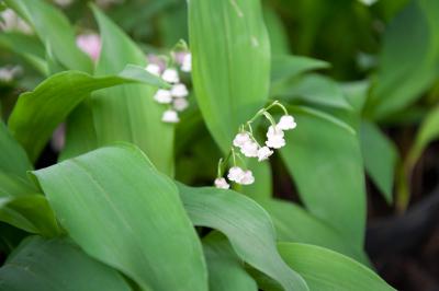 Convallaria majalis 'Rosea' (4579_1.jpg)