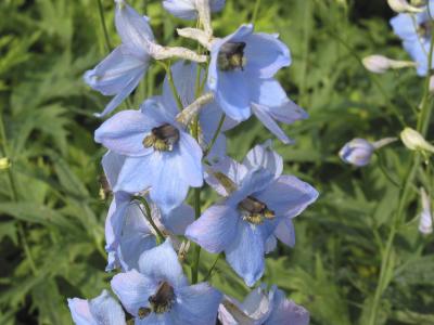 Delphinium 'Perlmutterbaum' (4580_0.jpg)