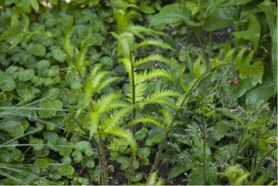 Dryopteris goldiana (4591_0.jpg)