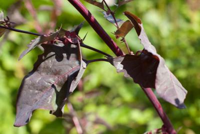 Atriplex hortensis 'Dark Red' (4594_0.jpg)