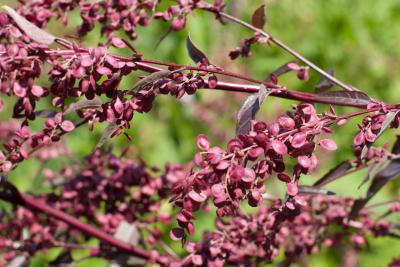 Atriplex hortensis 'Dark Red' (4594_1.jpg)