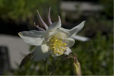 Aquilegia 'Kristall' (4601_0.jpg)