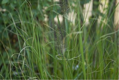 Pennisetum alopecuroides f. viridescens (4627_0.jpg)