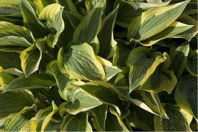 Hosta 'Wolverine' (4637_0.jpg)