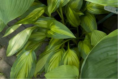 Hosta 'Cherry Berry' (4643_0.jpg)