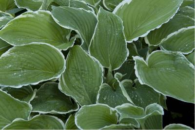 Hosta 'Frosted Jade' (4644_0.jpg)