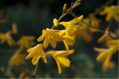 Crocosmia 'Gerbe d'Or' (4670_0.jpg)