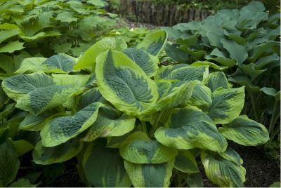 Hosta 'Frances Williams' (467_0.jpg)