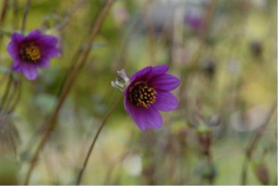 Dahlia australis (4687_0.jpg)