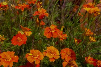 Tagetes patula 'Linnaeus' (4693_1.jpg)