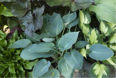 Hosta 'Halcyon' (471_0.jpg)